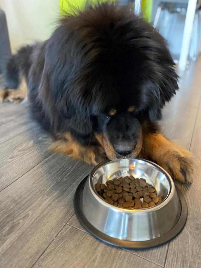 Standard Double (Pets are allowed)