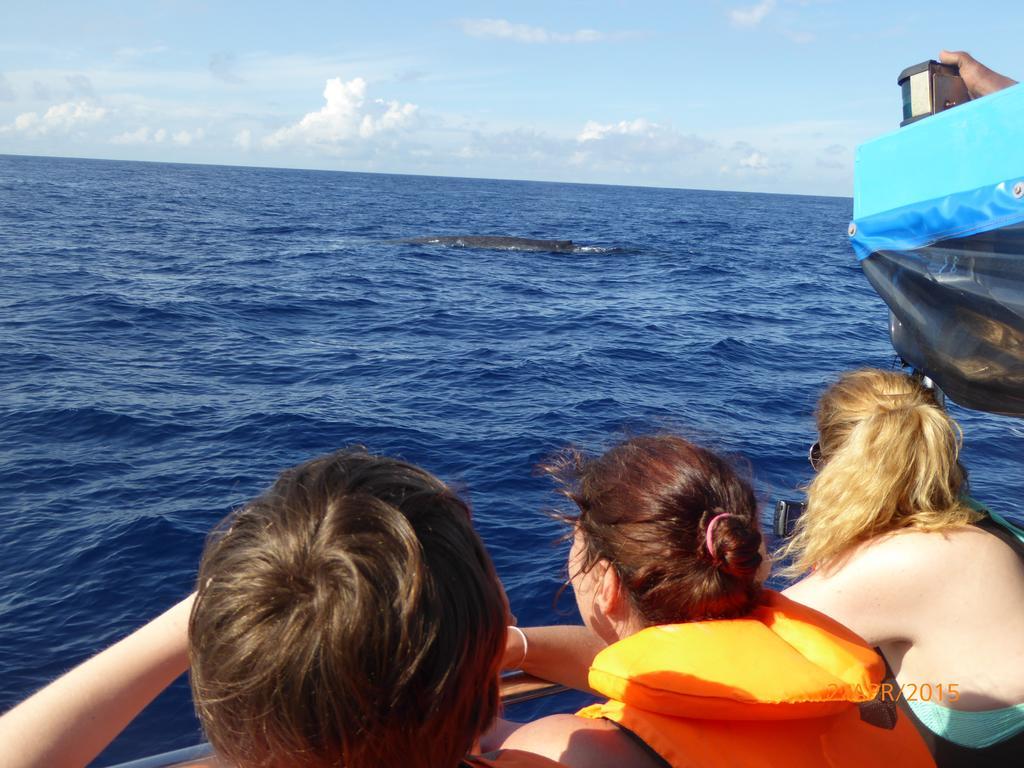 Whale Watching Standard Double or Twin Room Sea View