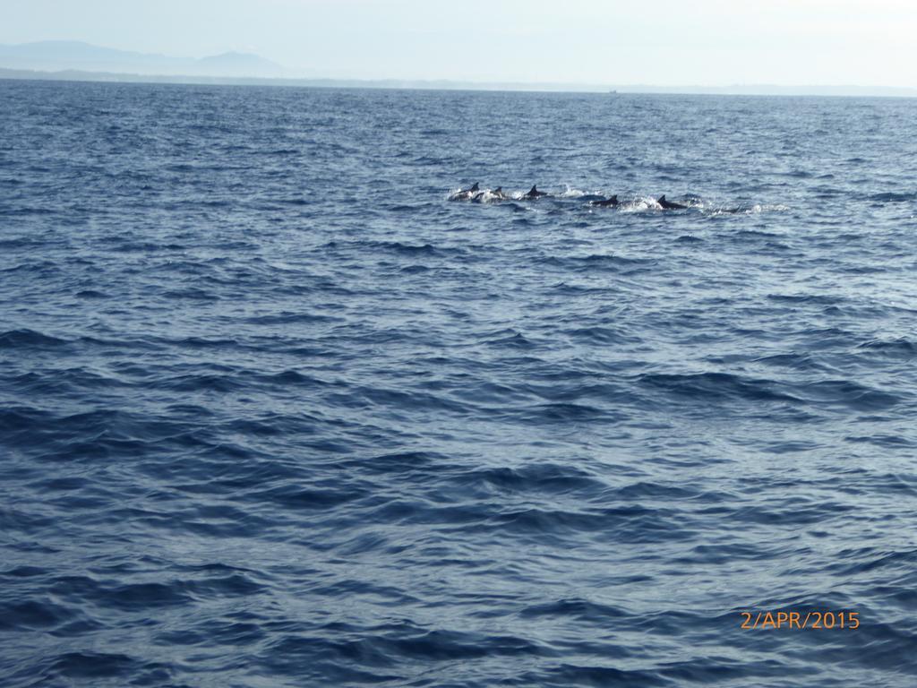 Whale Watching Standard Double or Twin Room Sea View