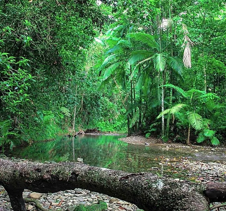 Heritage Lodge - In The Daintree-1