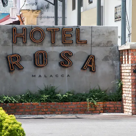 Rosa Malacca-2