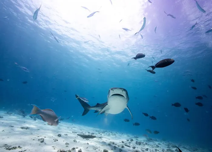 Tiger Shark Residence & Dive