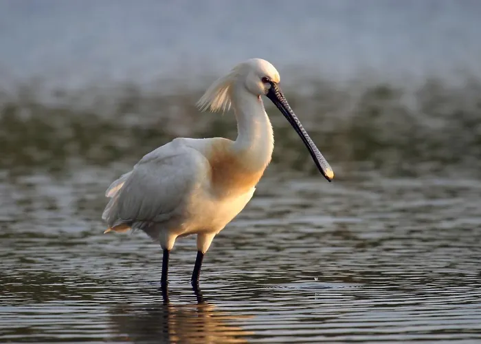 Urdaibai Bird Center