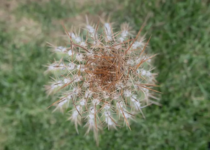 Tampu