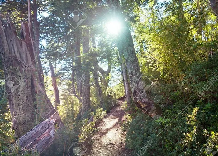 Forêt Austral