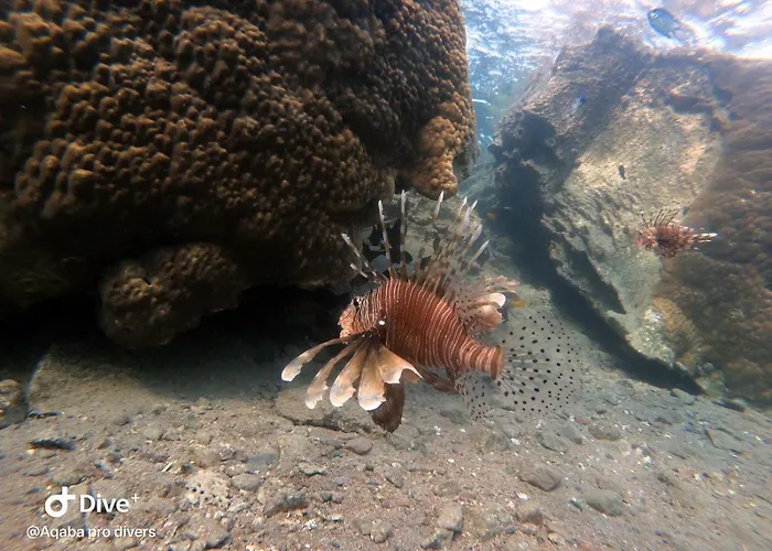 Aqaba Pro Divers