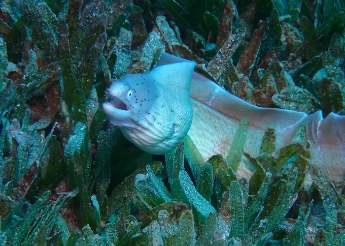 Aqaba Pro Divers