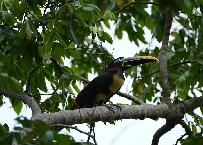 Savanna Orinoquia Lodge