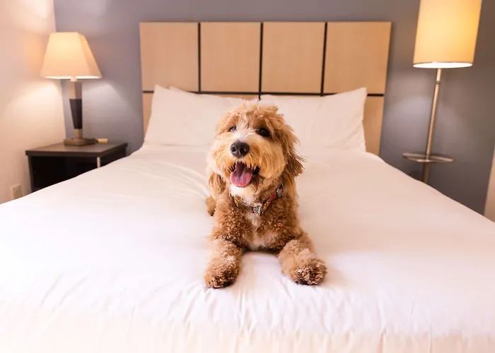 Sonesta Simply Suites Detroit Troy