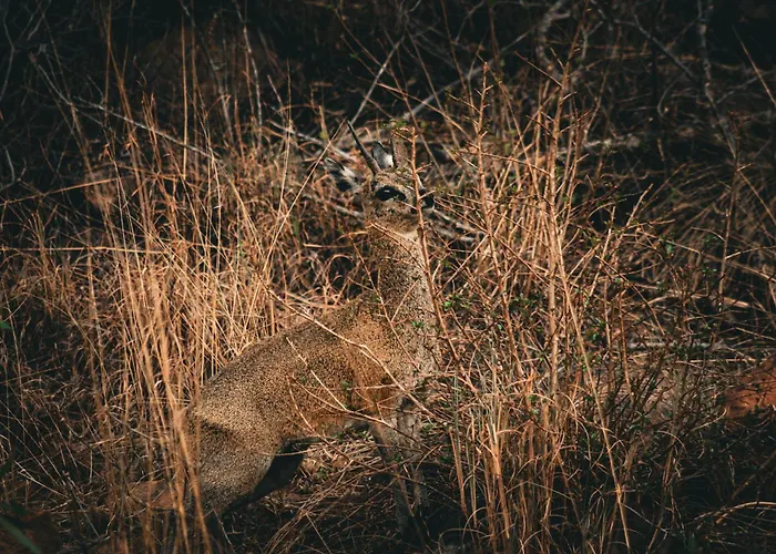Ilanga Lodge Welgevonden Game Reserve