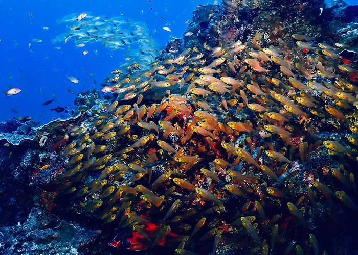 Afro Divers Lodge