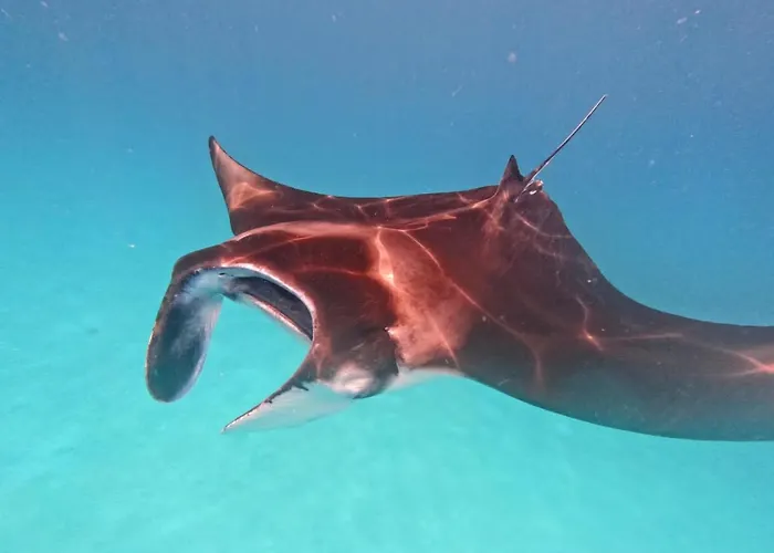 Island Scuba