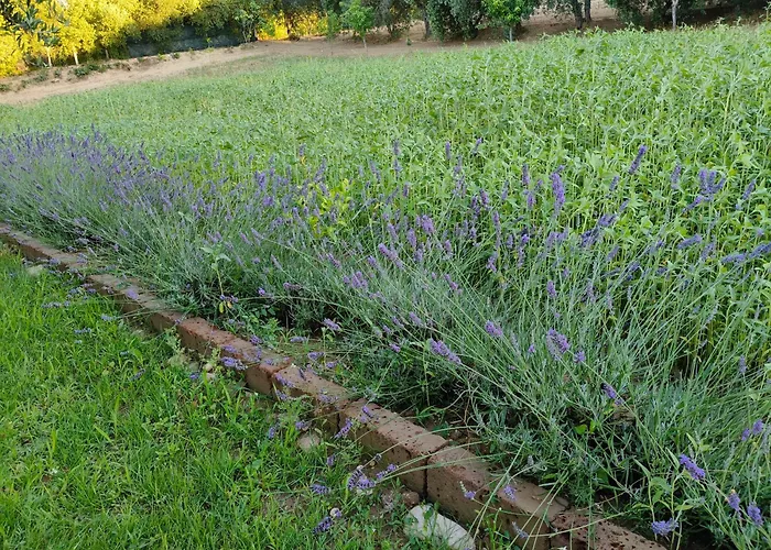 B&B Il Giardino Mediterraneo Acquaviva Picena