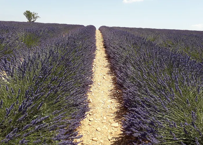 Le Mas Du Colombier